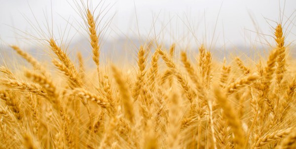 پیش‌بینی خرید ۲۰ هزار تن گندم در تعاون روستایی همدان